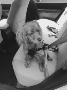 All strapped in and waiting for adventure